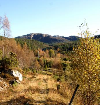 Utsikt mot Lyngsheia fra tomt 14.